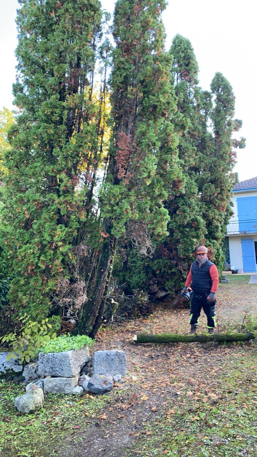 Travaux d’abattage et d’élagage d’arbres dans les Pyrénées-Atlantiques (64) - Photo 11