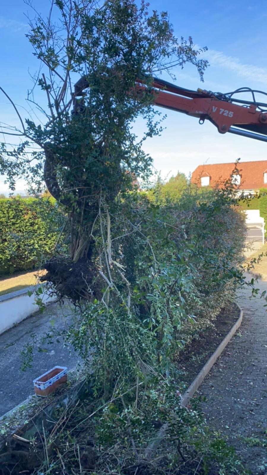 Travaux d’abattage et d’élagage d’arbres dans les Pyrénées-Atlantiques (64)