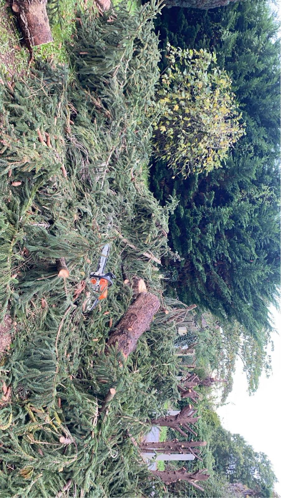 Travaux d’abattage et d’élagage d’arbres dans les Pyrénées-Atlantiques (64) - Photo 13