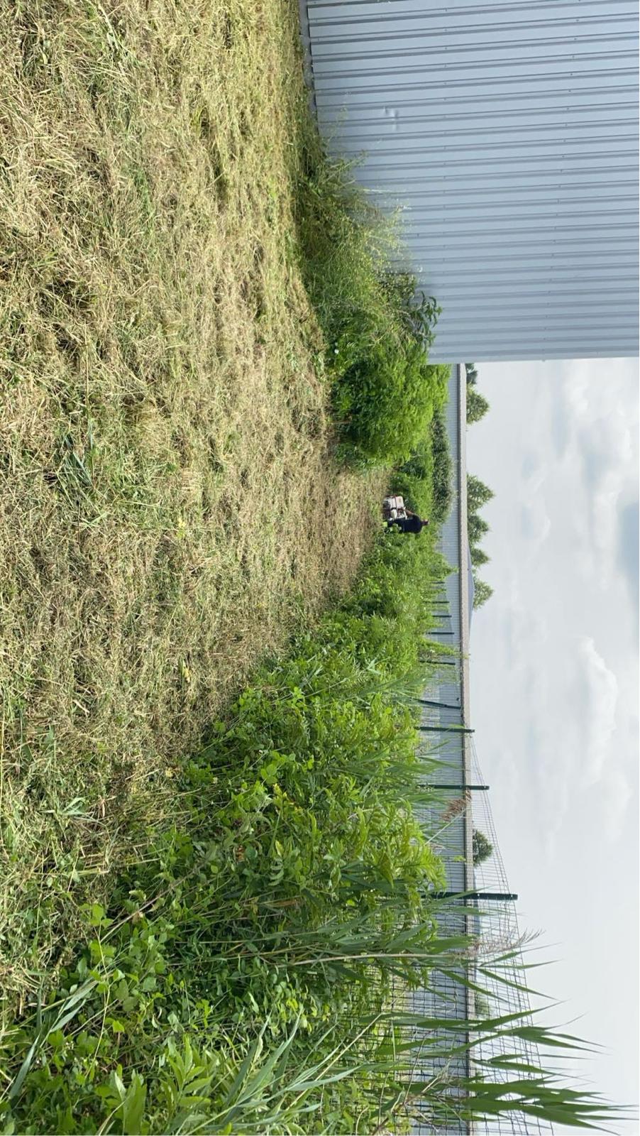 Taille de haies dans les Pyrénées-Atlantiques - Photo 4