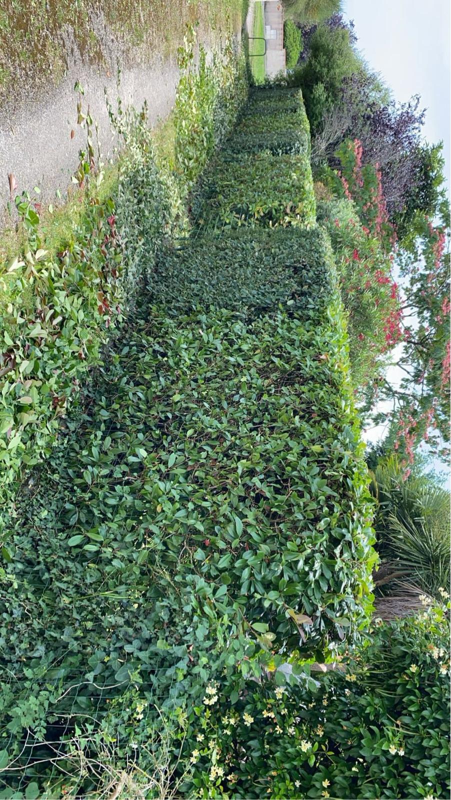 Taille de haies dans les Pyrénées-Atlantiques - Photo 3